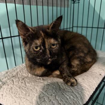 Josie -  Domestic Short Hair Cat for Adoption in Falls Church, Virginia - Josie | PetCurious