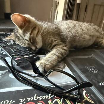 Venus -  Domestic Short Hair Cat for Adoption in Wantagh, New York - Venus | PetCurious