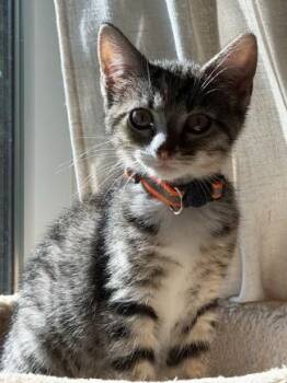 Valentina -  Domestic Short Hair Cat for Adoption in Nashville, Tennessee - Valentina | PetCurious