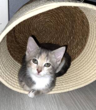 American Shorthair Cats Available for Adoption in Tampa, Florida - Cici | PetCurious