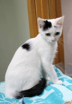 Zenobia -  Domestic Short Hair Cat for Adoption in Portage, Wisconsin - Zenobia | PetCurious