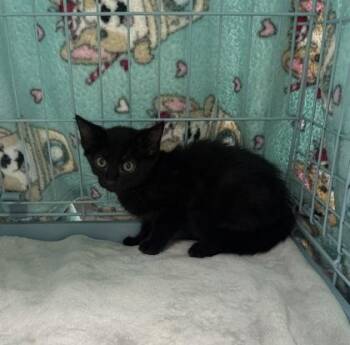 Susie -  Domestic Short Hair Cat for Adoption in Gainesville, Florida - Susie | PetCurious