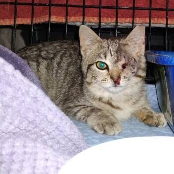 One-Eye Willow -  Domestic Short Hair Cat Available for Adoption in Charlottesville, Virginia - One-Eye Willow | PetCurious