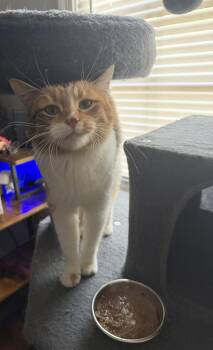 Domestic Short Hair Cats Available for Adoption in Toledo, Ohio - Meadow | PetCurious