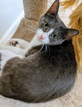 Pretty Mama -  Domestic Short Hair Cat for Adoption in St. Augustine, Florida - Pretty Mama | PetCurious