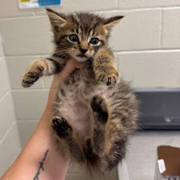 Figaro -  Domestic Short Hair Cat for Adoption in Bristol, Indiana - Figaro | PetCurious