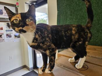 DeeDee -  Tortoiseshell Cat for Adoption in Orangeburg, South Carolina - DeeDee | PetCurious
