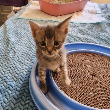 Crumble -  Domestic Short Hair Cat for Adoption in Los Angeles, California - Crumble | PetCurious
