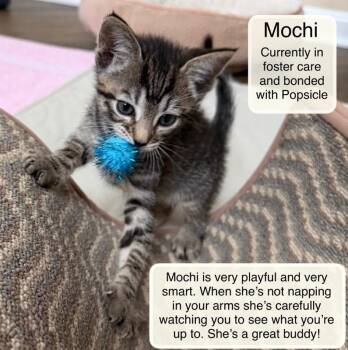 Mochi and Popsicle in fostercare -  Domestic Short Hair Cat for Adoption in Ellicott City, Maryland - Mochi And Popsicle In Fostercare | PetCurious