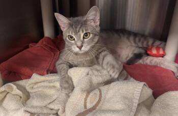 A568953 -  Domestic Short Hair Cat for Adoption - A568953 | PetCurious