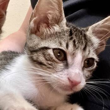 Jacob -  Domestic Short Hair Cat for Adoption in Liverpool, Texas - Jacob | PetCurious