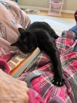 Micheala -  Domestic Short Hair Cat for Adoption in Bridgewater, New Jersey - Micheala | PetCurious
