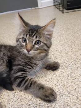 Henry -  Domestic Medium Hair Cat for Adoption in Harbor Springs, Michigan - Henry | PetCurious