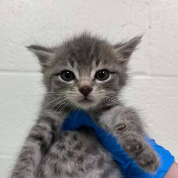 Cherry -  Domestic Short Hair Cat for Adoption in Lyndhurst, Virginia - Cherry | PetCurious