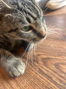 Domestic Short Hair Cats Available for Adoption - Shady | PetCurious