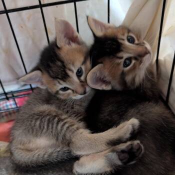 Domestic Short Hair Cats Available for Adoption - Kitten 3 | PetCurious