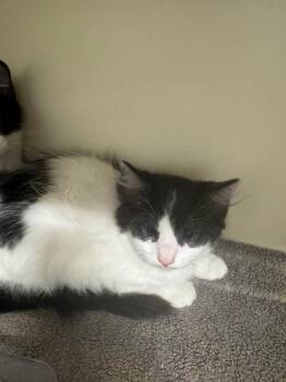 Sandy -  Domestic Medium Hair Cat for Adoption in Bloomington, Indiana - Sandy | PetCurious