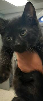 Noir -  Domestic Short Hair Cat for Adoption in Gastonia, North Carolina - Noir | PetCurious