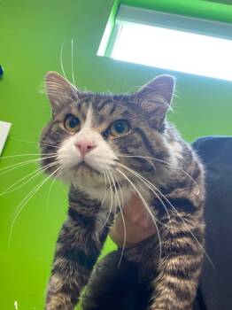 Manny -  Domestic Short Hair Cat for Adoption in Delson, Quebec - Manny | PetCurious