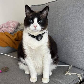 Siamese Cats Available for Adoption - “Grumpy Cat” Cielo | PetCurious