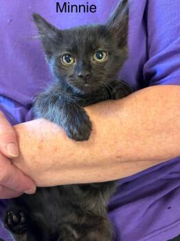 Minnie -  Domestic Short Hair Cat for Adoption in Heber City, Utah - Minnie | PetCurious