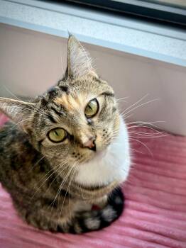 Domestic Short Hair Cats Available for Adoption in Kalamazoo, Michigan - Margaret | PetCurious