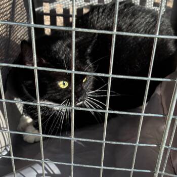 Marvin -  Domestic Short Hair Cat for Adoption in Philadelphia, Pennsylvania - Marvin | PetCurious