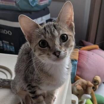 Wren -  American Shorthair Cat for Adoption in Minneapolis, Minnesota - Wren | PetCurious