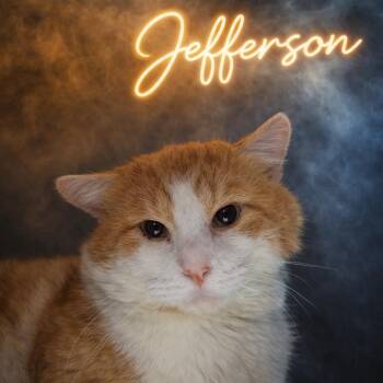 Domestic Short Hair Cats Available for Adoption in Valley Falls, Kansas - Jefferson | PetCurious
