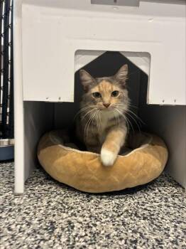VARIEGATED -  Domestic Short Hair Cat for Adoption in Palmetto, Florida - VARIEGATED | PetCurious