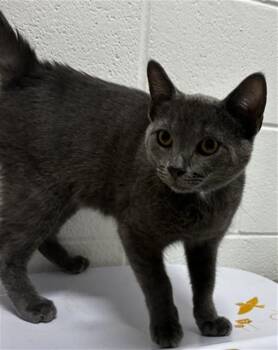 MUSHU -  Domestic Short Hair Cat for Adoption - MUSHU | PetCurious