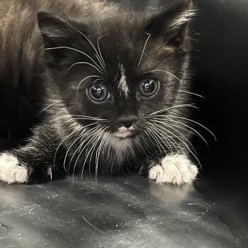 Atmos -  Domestic Short Hair Cat for Adoption in Greensboro, North Carolina - Atmos | PetCurious