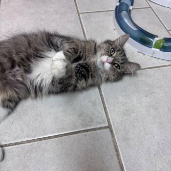 Bonnie -  Tabby Cat for Adoption in Medford, Massachusetts - Bonnie | PetCurious