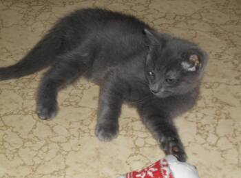 Snuggles -  Domestic Short Hair Cat Available for Adoption in Dublin, Ohio - Snuggles | PetCurious