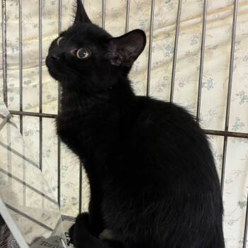Rescue Domestic Short Hair Cats for Adoption in Vineland, New Jersey - Jet | PetCurious