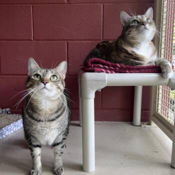 Domestic Short Hair Cats Available for Adoption - Parfait | PetCurious