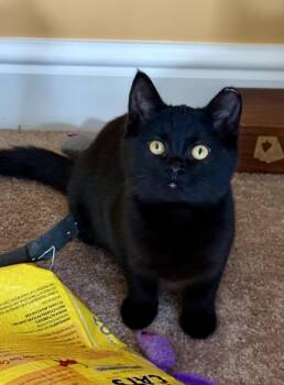 Rescue American Shorthair Cats for Adoption in Medina, Ohio - Elvis | PetCurious