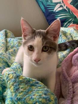 Rescue Domestic Short Hair Cats for Adoption in Lancaster, California - Cadbury | PetCurious