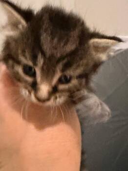 Grandma Juice -  Domestic Short Hair Cat for Adoption in Newnan, Georgia - Grandma Juice | PetCurious