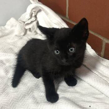 Rocket -  Domestic Medium Hair Cat for Adoption in Cabot, Arkansas - Rocket | PetCurious