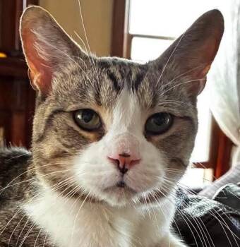 Tharrow -  Domestic Short Hair Cat for Adoption in Chicago, Illinois - Tharrow | PetCurious