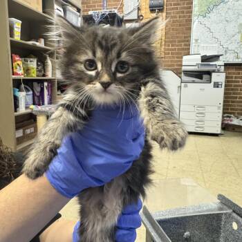 Wednesday -  Domestic Medium Hair Cat for Adoption in Birmingham, Alabama - Wednesday | PetCurious