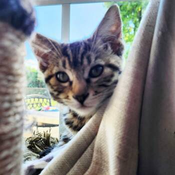 Katie -  Domestic Medium Hair Cat for Adoption in Wilsonville, Oregon - Katie | PetCurious