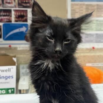 Domestic Medium Hair Cats Available for Adoption - Wint | PetCurious