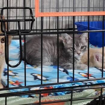 Bosco -  Domestic Medium Hair Cat Available for Adoption in Mondovi, Wisconsin - Bosco | PetCurious