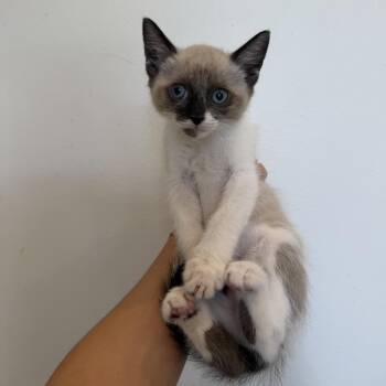 Siamese and Domestic Short Hair Cats Available for Adoption in Chattanooga, Tennessee - Wasabi | PetCurious