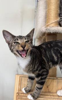 Chowda -  Domestic Short Hair Cat for Adoption in Tucson, Arizona - Chowda | PetCurious