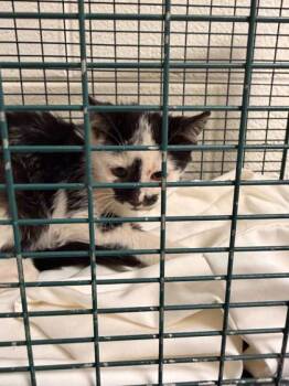 Rescue Domestic Short Hair Cats for Adoption in Knoxville, Tennessee - Mr. Cupcake | PetCurious