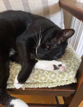 Lenny -  Tuxedo Cat for Adoption in Boynton Beach, Florida - Lenny | PetCurious