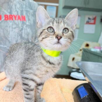 Azalea -  Domestic Short Hair Cat for Adoption in West Point, Mississippi - Azalea | PetCurious